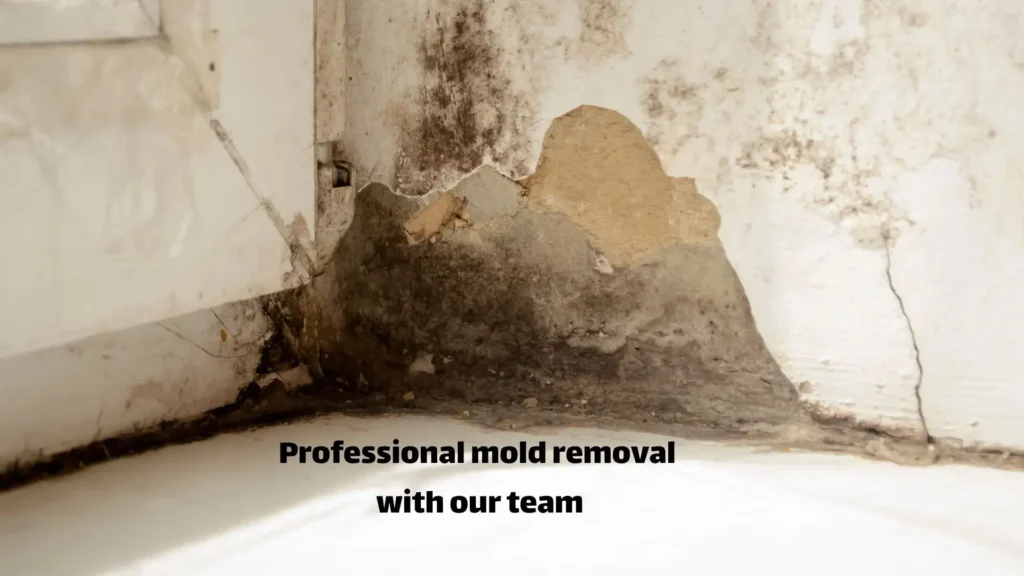 Professional mold removal with our team