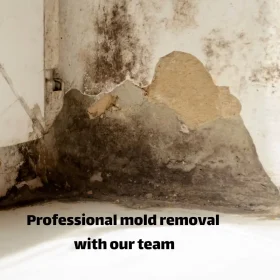 Professional mold removal with our team